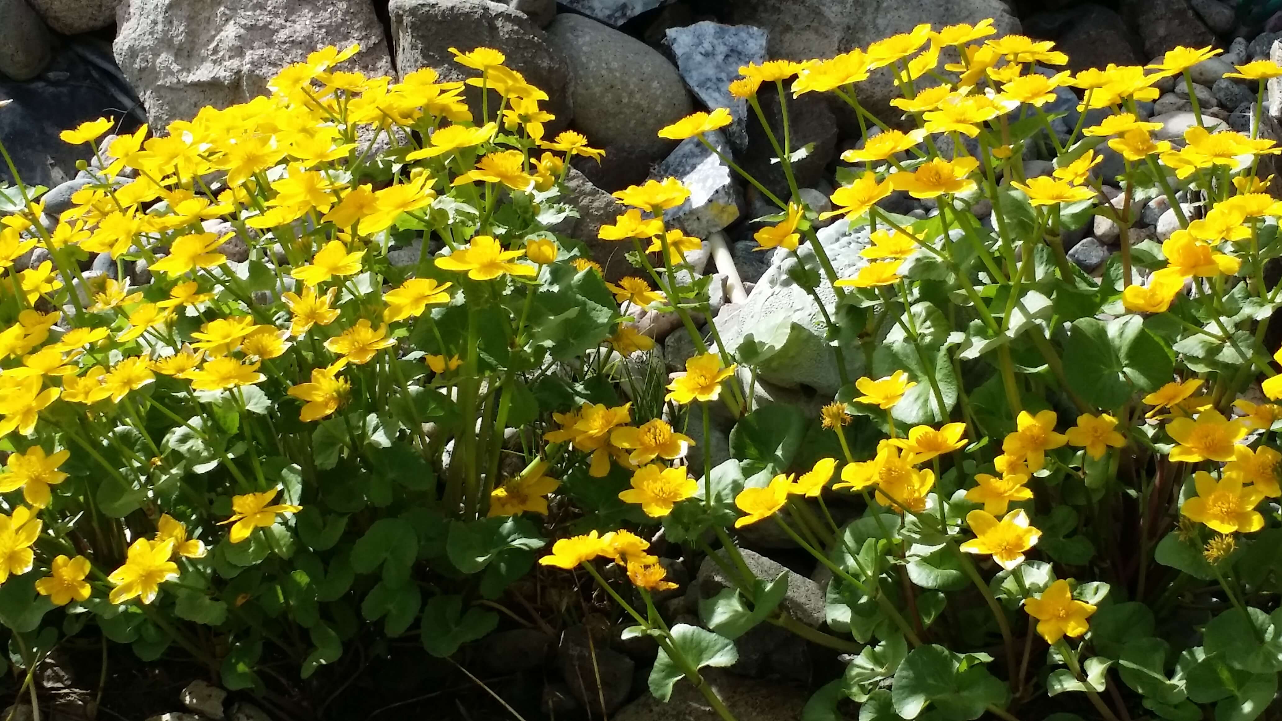 Pond plants, Marsh Marigolds Dragonfly Ponds & Water Features