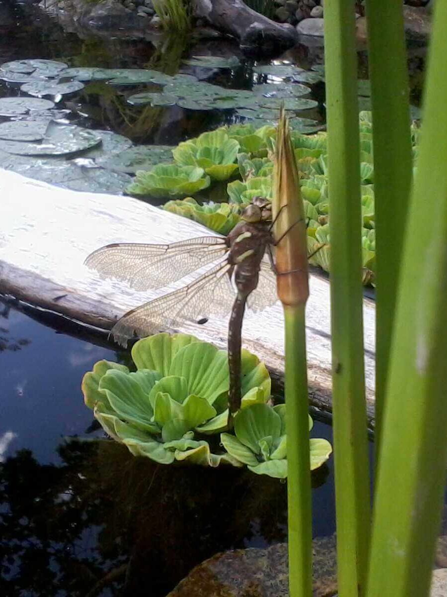 Pond Maintenance